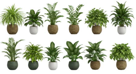 A diverse arrangement of indoor plants in stylish pots isolated on white background