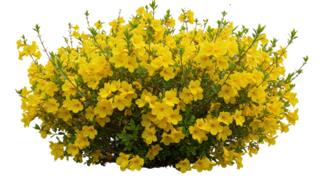 Vibrant yellow flowers blooming isolated on white background attracting pollinators
