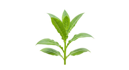 Fototapeta premium Fresh green tea leaves showcasing vibrant color and natural beauty isolated on white background