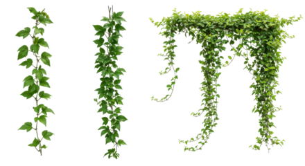 Lush green vines hanging gracefully isolated on white background with soft background elements