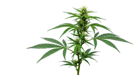 Lush cannabis plant with vibrant green leaves and budding flowers isolated on white background