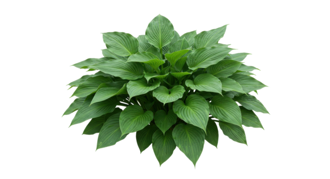 Lush green hosta plant showcasing vibrant leaves isolated on white background in a serene garden setting