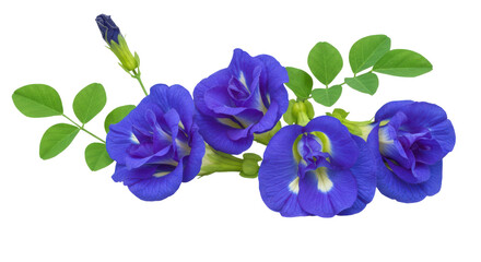 Vibrant purple flowers with green leaves isolated on white background showcasing nature beauty