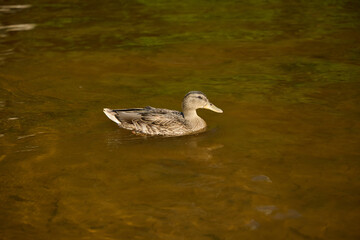 A Duck Swimming Gracefully in the Clear, Refreshing Water of a Beautiful Pond or Lake