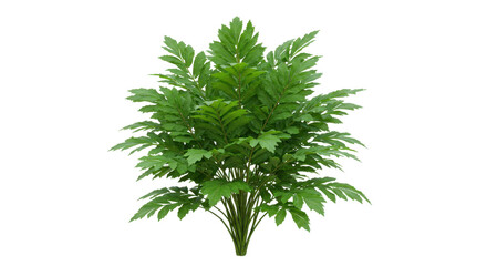 Lush green plant with vibrant leaves isolated on white background showcasing natural beauty in a serene setting