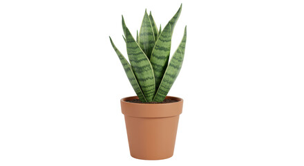 Fototapeta premium Indoor snake plant in a terracotta pot isolated on white background showcasing vibrant leaves and natural beauty