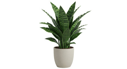 Indoor green plant isolated on white background modern decorative pot enhancing bright living space