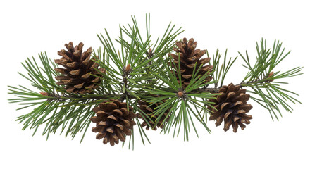 Close up of pine branch with cones showcasing natural greenery and textures isolated on white background