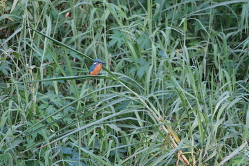 Common Kingfisher perched on green reed with blue and orange plumage Taiwan Taipei City