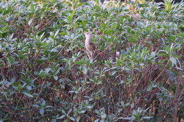 Manchurian Bush Warbler perched in dense green shrubs Taiwan Taipei City
