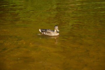 A Duck Swimming Calmly in Tranquil Water Surrounded by Lush Greenery and Natural Beauty