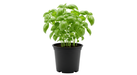 Lush basil plant in a black pot set against a minimalist background in a kitchen isolated on white background