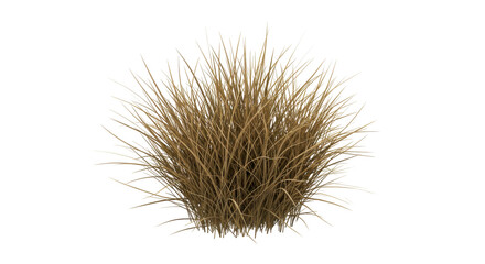 Lush golden brown grass clump thriving isolated on white background under soft sunlight