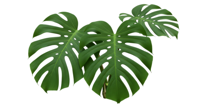 Lush green monstera leaves showcasing vibrant foliage isolated on white background