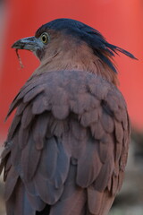 Malay Night Heron with dark crest and brown plumage Taiwan Taipei City