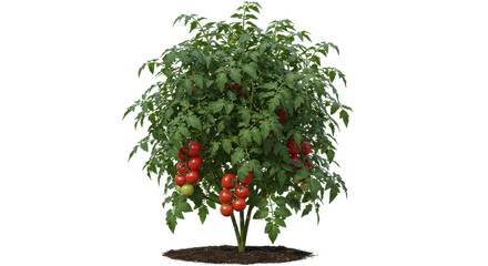 Lush tomato plant with ripe red tomatoes growing abundantly in a garden setting isolated on white background