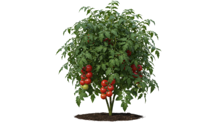 Lush tomato plant with ripe red tomatoes growing abundantly in a garden setting isolated on white background