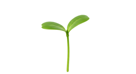 Close-up of a young green plant sprouting from soil isolated on white background symbolizing growth and renewal