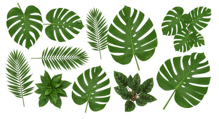 A vibrant collection of tropical leaves arranged artistically on a dark background isolated on white background