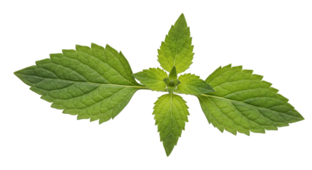 Fresh green mint leaves isolated on white background
