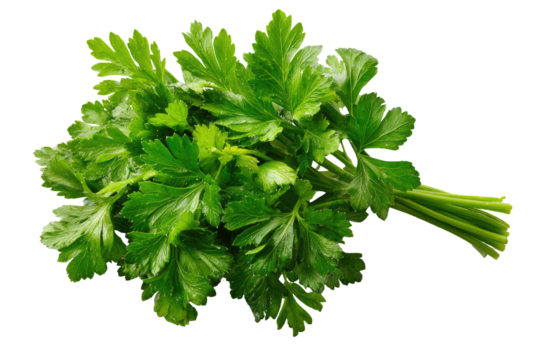 Close-up of fresh, vibrant green parsley bunch. Lush, dense leaves tightly clustered.  Stems extend from the center.  Isolated against black background