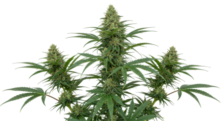 Lush cannabis plant with dense green buds isolated on white background natural wellness theme