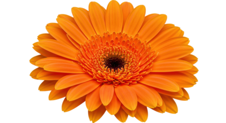 Vibrant orange gerbera daisy flower in full bloom isolated on white background
