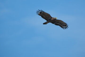 Crested Serpent Eagle soaring with wings spread wide Taiwan Taipei City