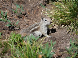 Wild Golden-mantled Ground Squirrel Alert near Burrow in Rocky Alpine Meadow, Mitchell Lake Trail, Colorado