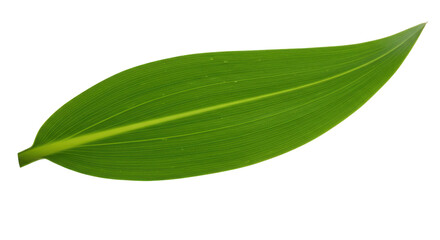 Obraz premium Vibrant green leaf isolated on white background showcasing natural beauty