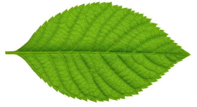 Close up view of a vibrant green leaf showcasing intricate vein patterns isolated on white background
