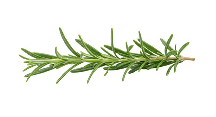 Fototapeta premium Fresh rosemary sprig isolated on white background showcasing vibrant green leaves for culinary use