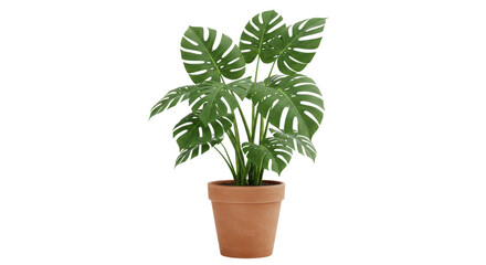 Lush green monstera plant in a terracotta pot brightening a cozy indoor space isolated on white background
