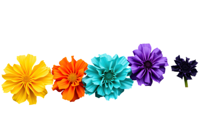 Colorful Dahlia Flowers on Transparent Background