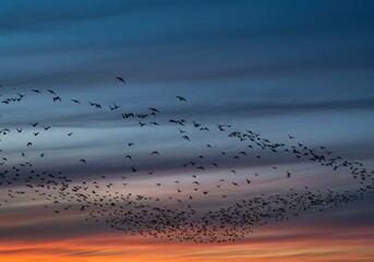 A magnificent flock of starlings performing a mesmerizing murmuration dance against a vibrant sunset sky.