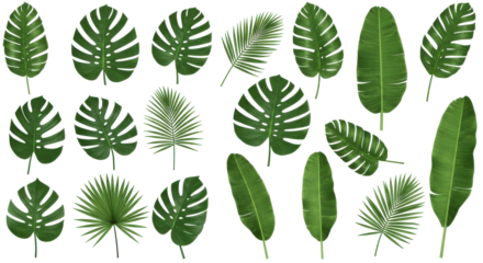 A diverse collection of tropical leaves arranged artistically isolated on white background for nature-themed designs