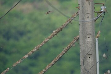 Eurasian Tree Sparrows flocking on electric wire in flight Taiwan Taipei City