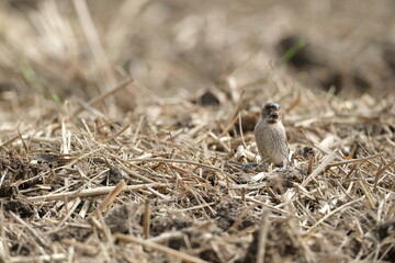 Scaly-breasted Munia feeding on ground with streaked chest Taiwan Taipei City