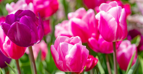 Fototapeta premium Tulips field in spring time. Closeup tulip flowers background. Colorful tulip flowering in the garden. Soft focus. Bunch of tulips blurred bokeh background. Tulips blooming in garden.