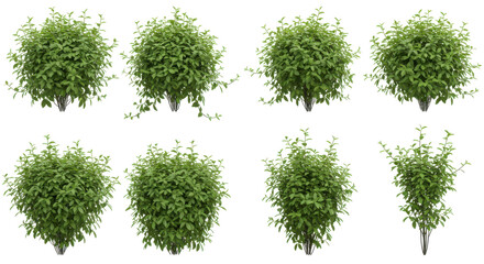 A collection of lush spherical green bushes arranged in a grid pattern showcasing vibrant foliage