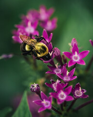 A detailed macro photograph of a bee on a vibrant flower, showcasing pollination and the beauty of insects in nature. Perfect for illustrating biodiversity, ecology, gardening