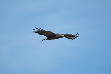 Crested Serpent Eagle flying across blue sky Taiwan Taipei City