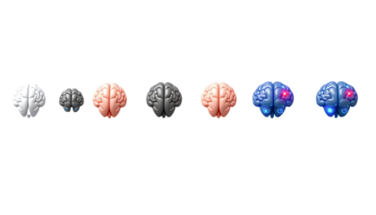 Brain evolution and function comparison across different stages
