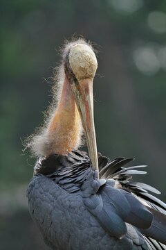 A Javan leptoptilos bird is cleaning its feathers with its beak