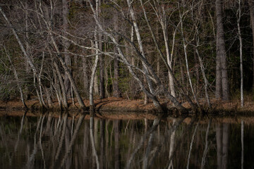 Scenic view. Forest scenery. Forest with river landscape. Woodland scenery. Autumn forest scenery. Serene forest background. Majestic trees. Wild landscape.