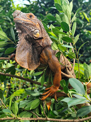 Orange iguana is sunbathing on a green leafy tree trunk, in the morning, with a natural blurred background.