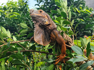 Orange iguana is sunbathing on a green leafy tree trunk, in the morning, with a natural blurred background.