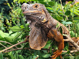 Orange iguana is sunbathing on a green leafy tree trunk, in the morning, with a natural blurred background.