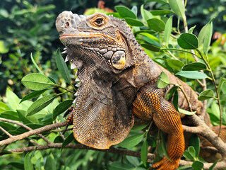 Orange iguana is sunbathing on a green leafy tree trunk, in the morning, with a natural blurred background.