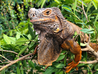 Orange iguana is sunbathing on a green leafy tree trunk, in the morning, with a natural blurred background.